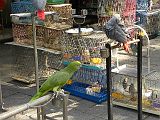 Kowloon Marche aux oiseaux 223